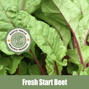 Fresh Start Beets, Beta vulgaris